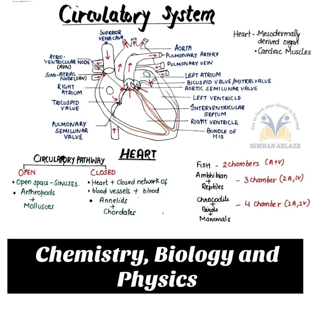 Circulatory System