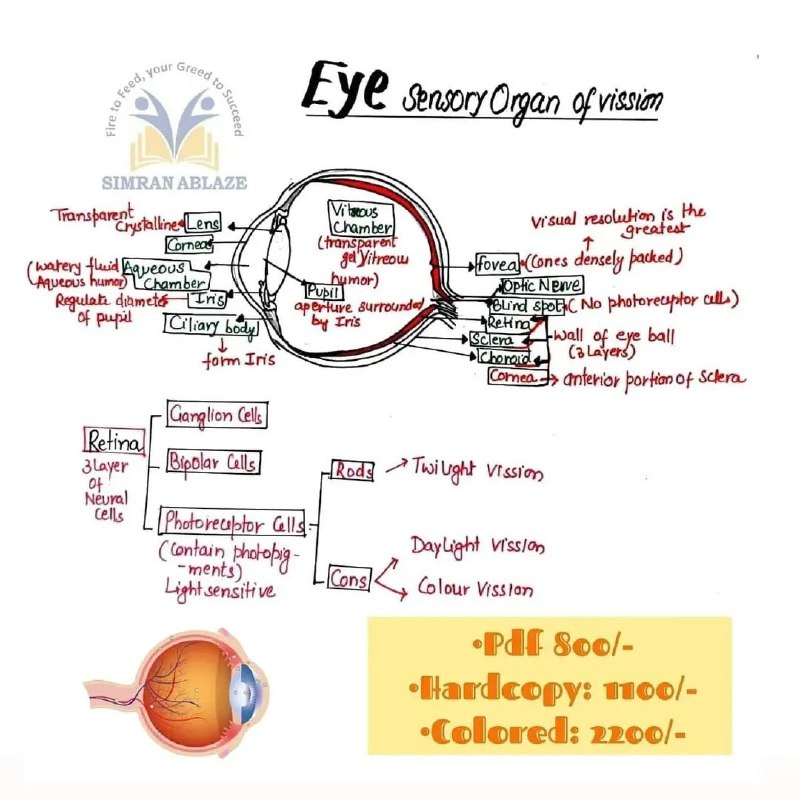 Eye Sensory Organ Of Vision