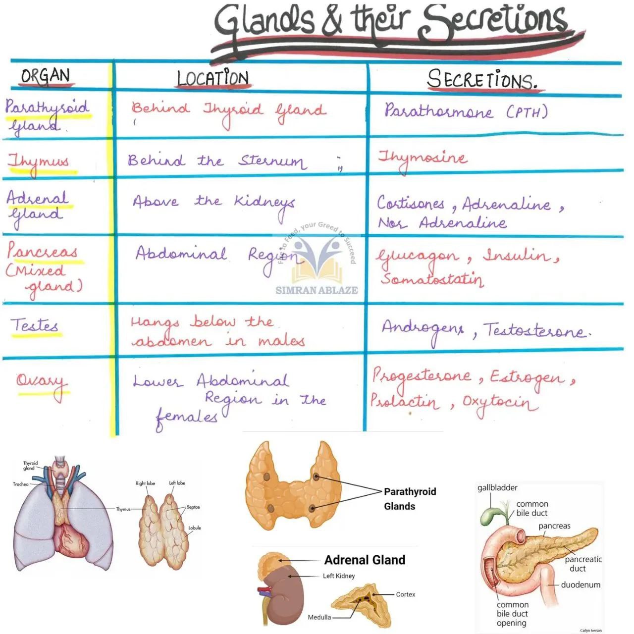 Glands And Their Secretions