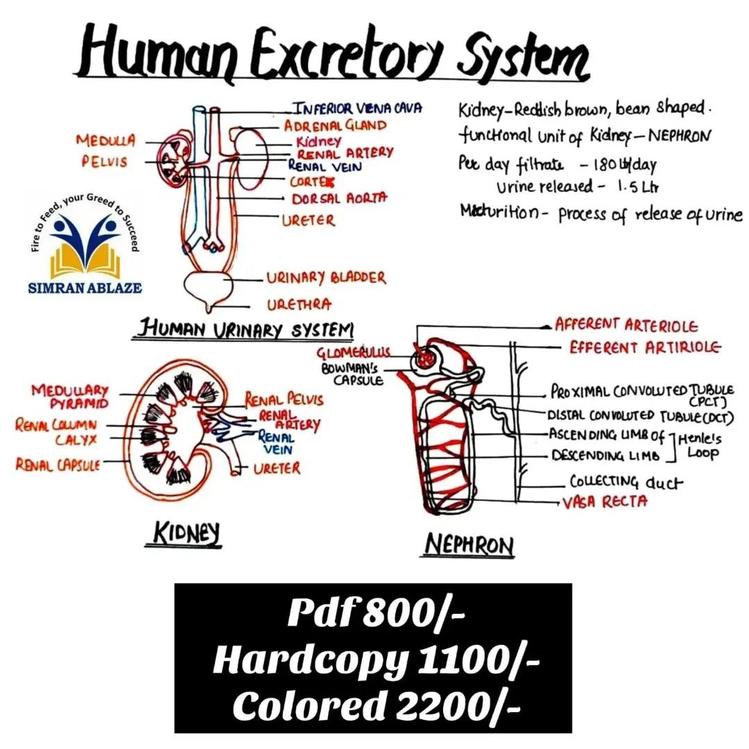 Human Excretory System