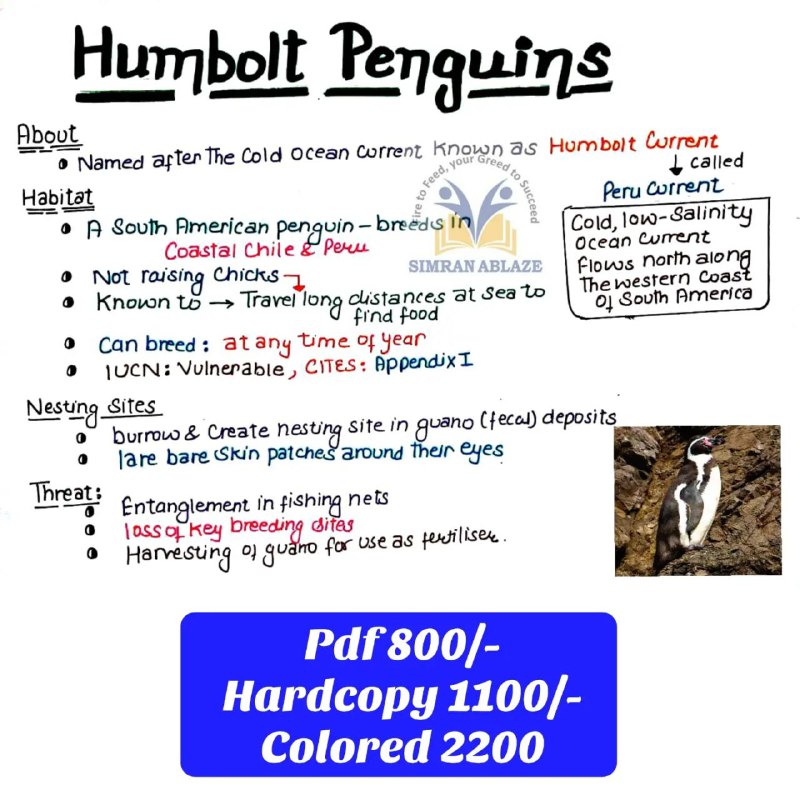 Humbolt Penguin