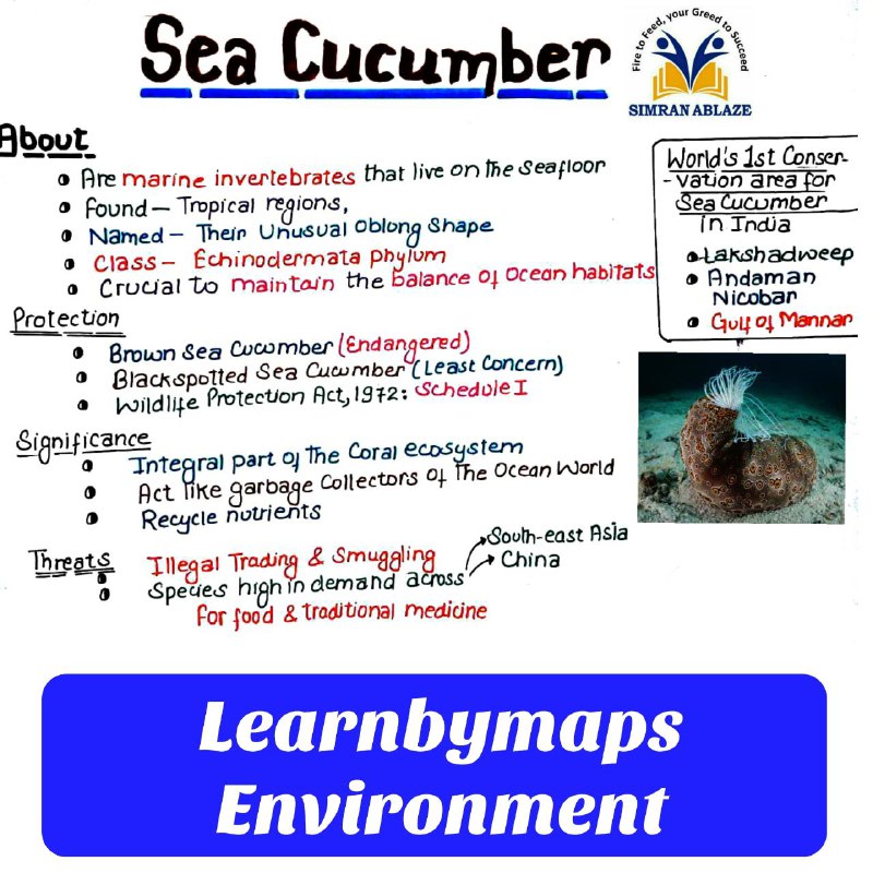 Sea Cucumber